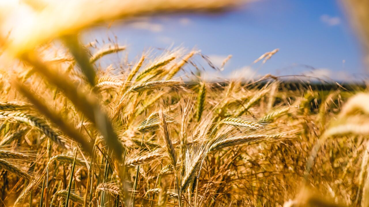 Illustratie voor: Wat is Yield Farming?