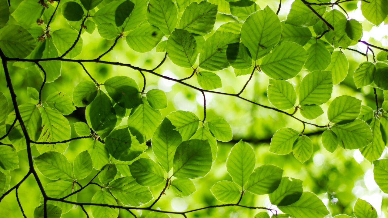 Illustratie voor: ABN Amro geeft digitale groene obligaties uit op blockchain